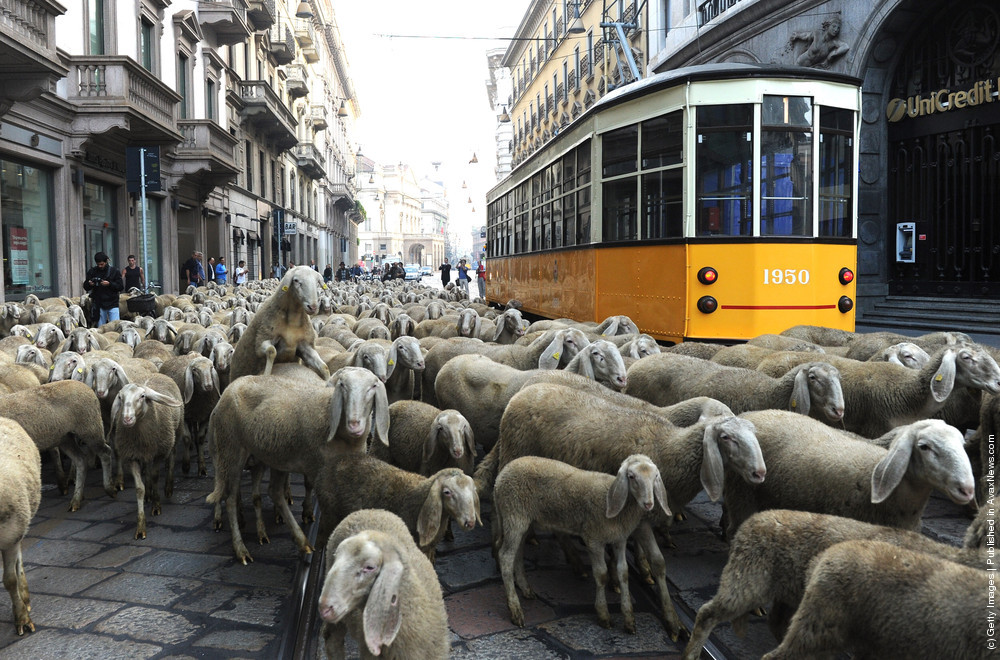 The Last Shepherd 2011 via santa margherita